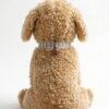 Cute Puppy Plush Soft Toy – 12 Inch (Rs.85)
